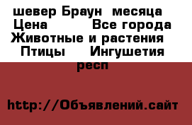 шевер Браун 2месяца › Цена ­ 200 - Все города Животные и растения » Птицы   . Ингушетия респ.